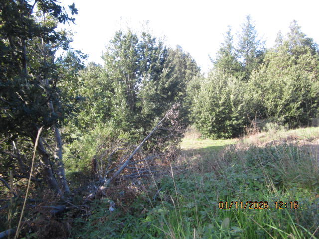 2715 Toth Road Shelter Cove, CA 95589 - Photo 19 of 27 IMG_0770