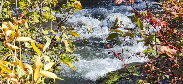 a view of a house with a tree