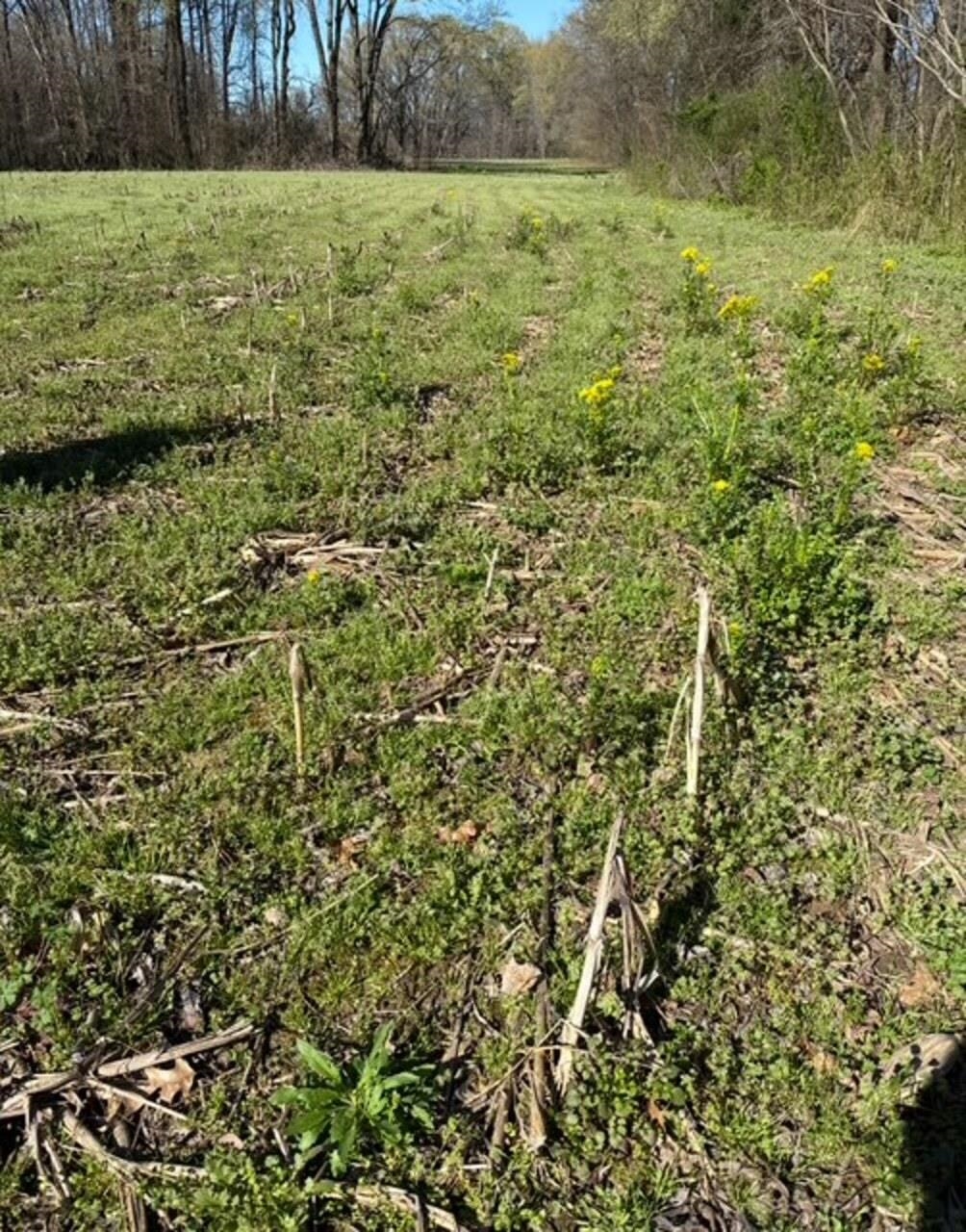 3960 West Union Road Millington, TN 38053 - Photo 9 of 10 Expansive open field with green ground cover and scattered yellow wildflowers