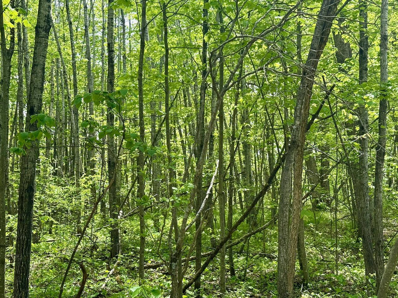 Xyz Dailey Lake Road Willow River, MN 55795 - Photo 8 of 12