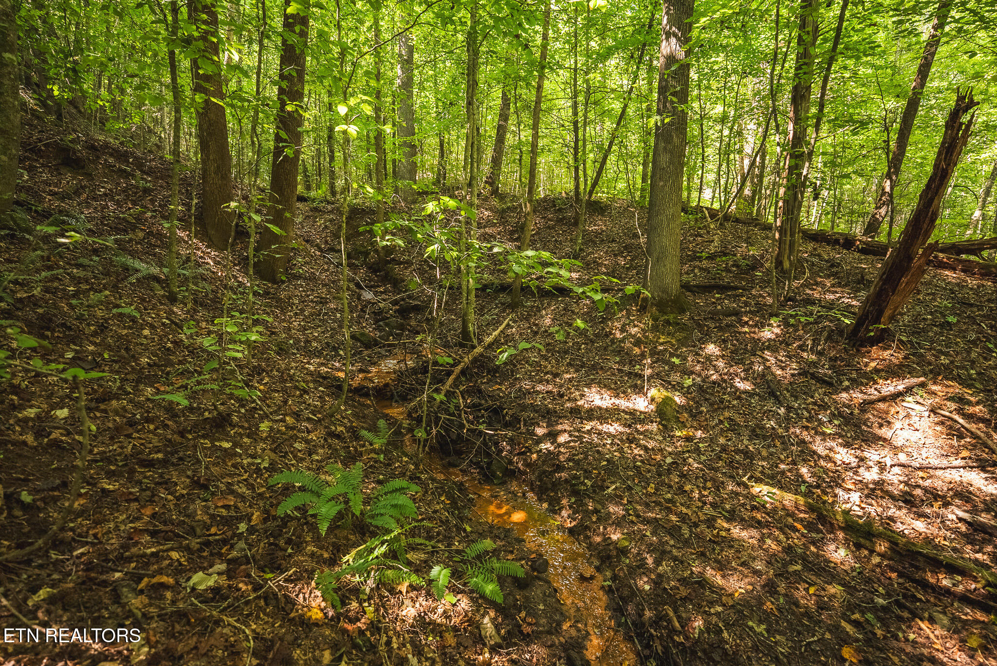 Watson Hollow Road Speedwell, TN 37870 - Photo 27 of 37 DSC03635