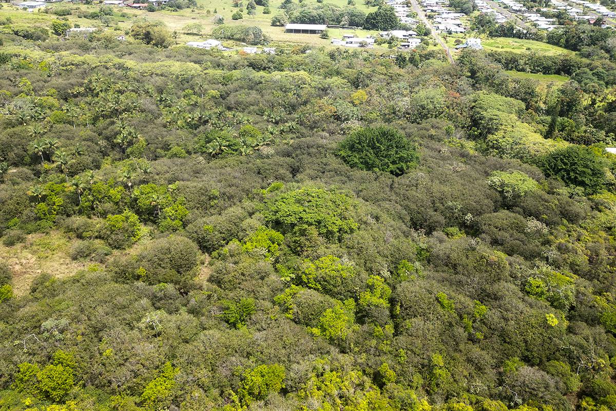 280 Lot 1 Laula Road Hilo, HI 96720 - Photo 6 of 6 a view of a bunch of trees in a field