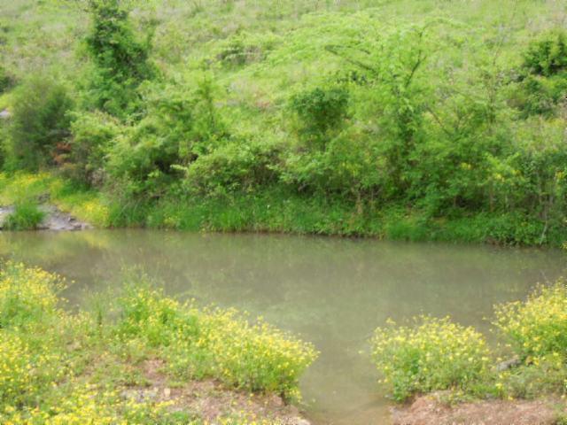 85 Ac Shaw Branch Road Baxter, TN 38544 - Photo 3 of 18