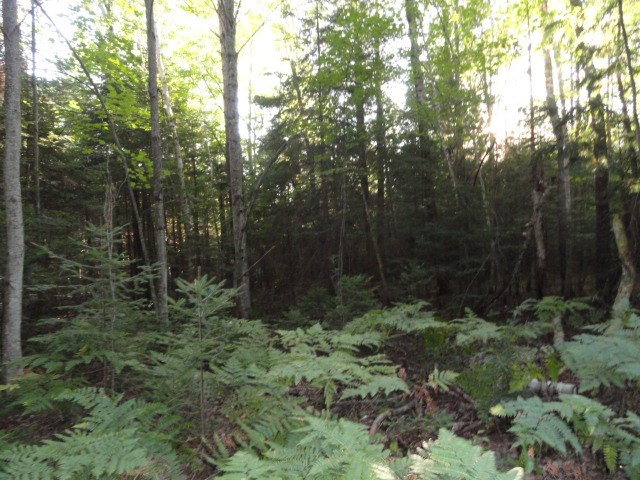 5670 Powers Road Alanson, MI 49706 - Photo 13 of 38 1852708-12.JPG