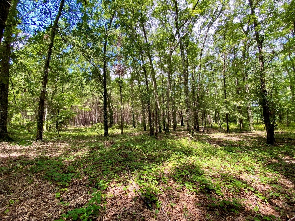 109 Cattle Gap Road Cuthbert, GA 39840 - Photo 13 of 58 Gallery Image 13