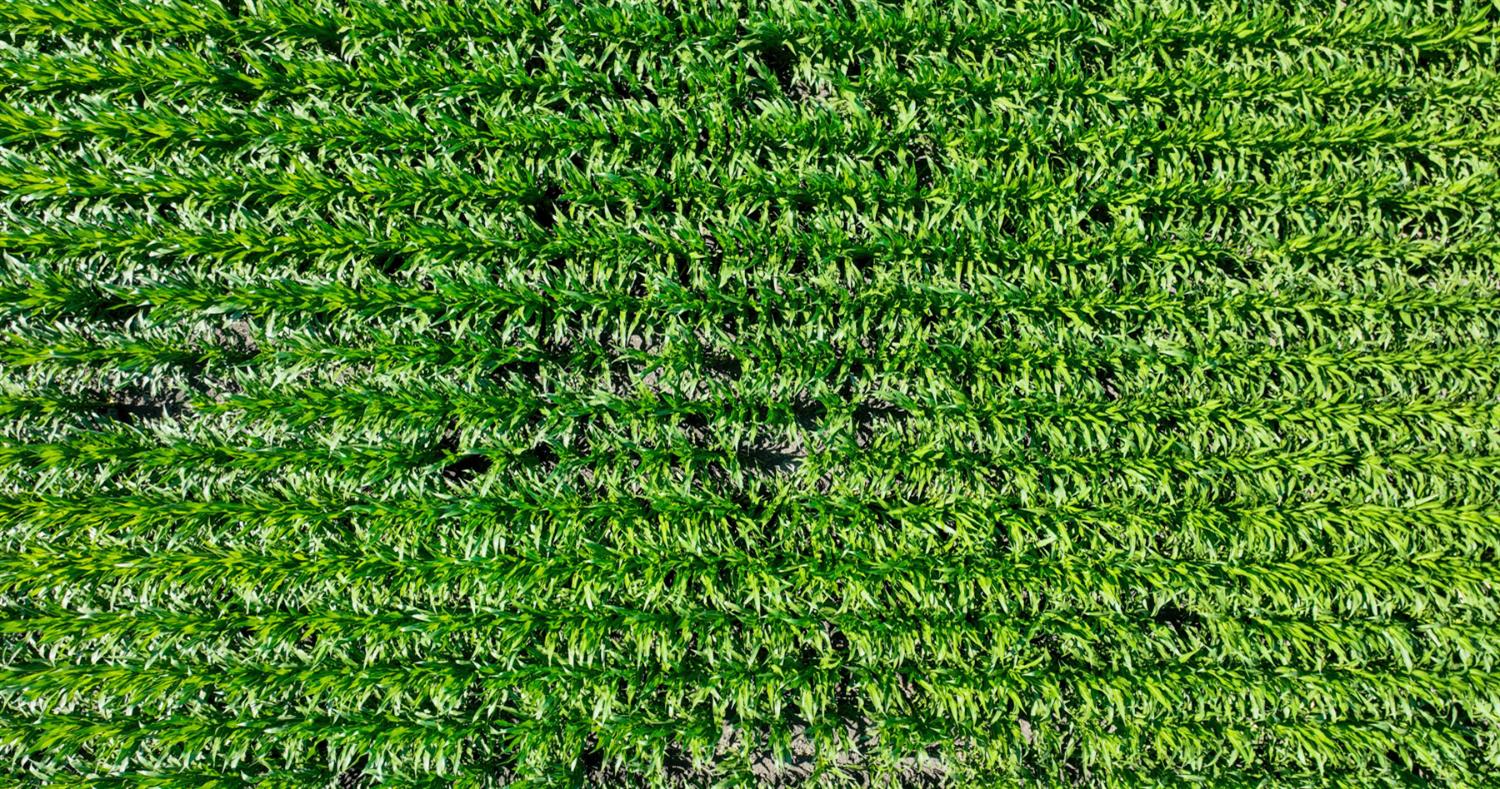 19701 Tyler Island Road Walnut Grove, CA 95690 - Photo 18 of 53 a view of a lush green field