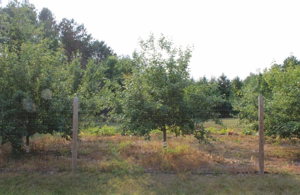 N11888 Pratt Road Elcho, WI 54428 - Photo 8 of 30 Gallery Image 8