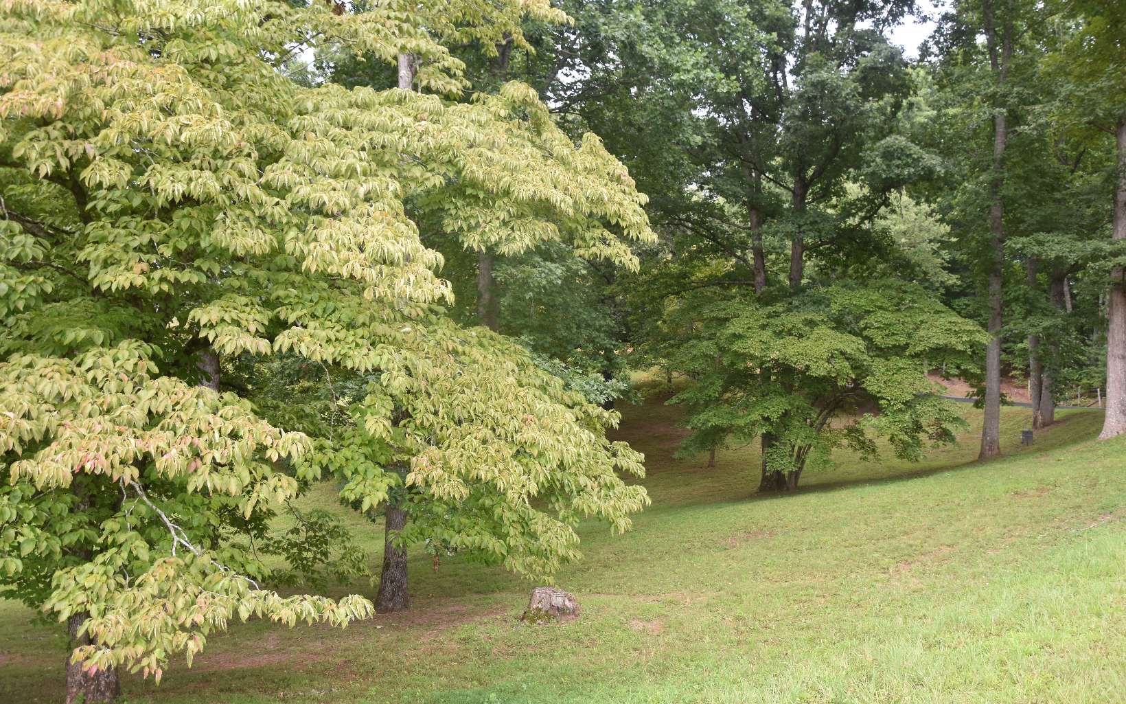 Drake Ridge Drive Hayesville, NC 28904 - Photo 3 of 11 Additional View