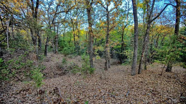 a view of a forest with trees in the background