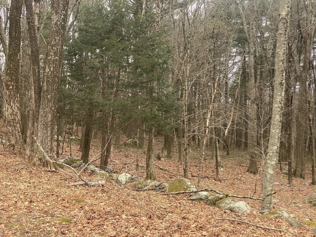 260 Elm Street Walpole, MA 02081 - Photo 31 of 32 a view of a backyard of the house