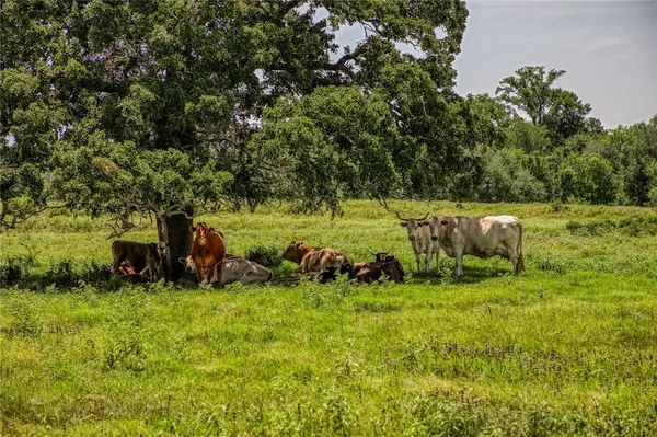 a view of a lush green space