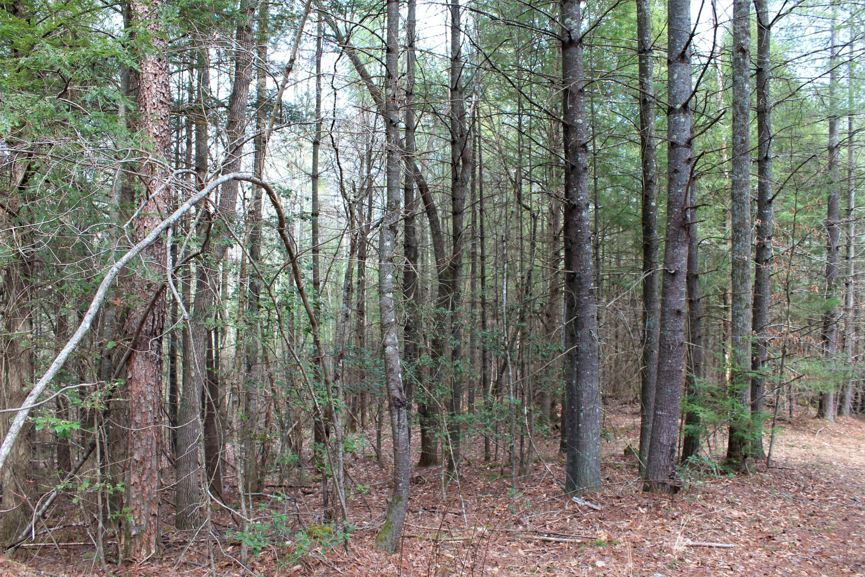 1245 North Shady Lane Road Campton, KY 41301 - Photo 16 of 96 017 the evergreen flats in the western p