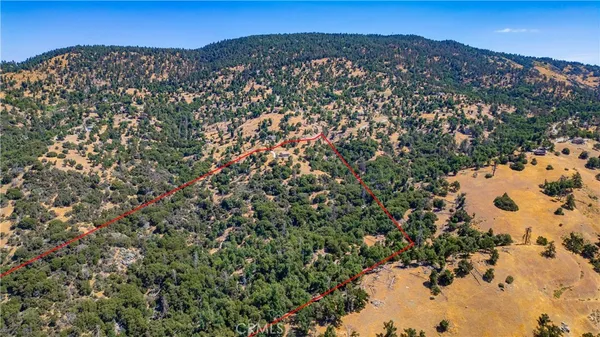 a view of a large tree