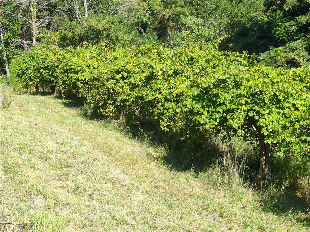 1324 Hardie Mabe Road Danbury, NC 27016 - Photo 19 of 41