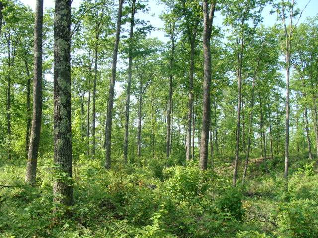 80-ac Off Sand Lake Road Harshaw, WI 54529 - Photo 3 of 8 Gallery Image 3