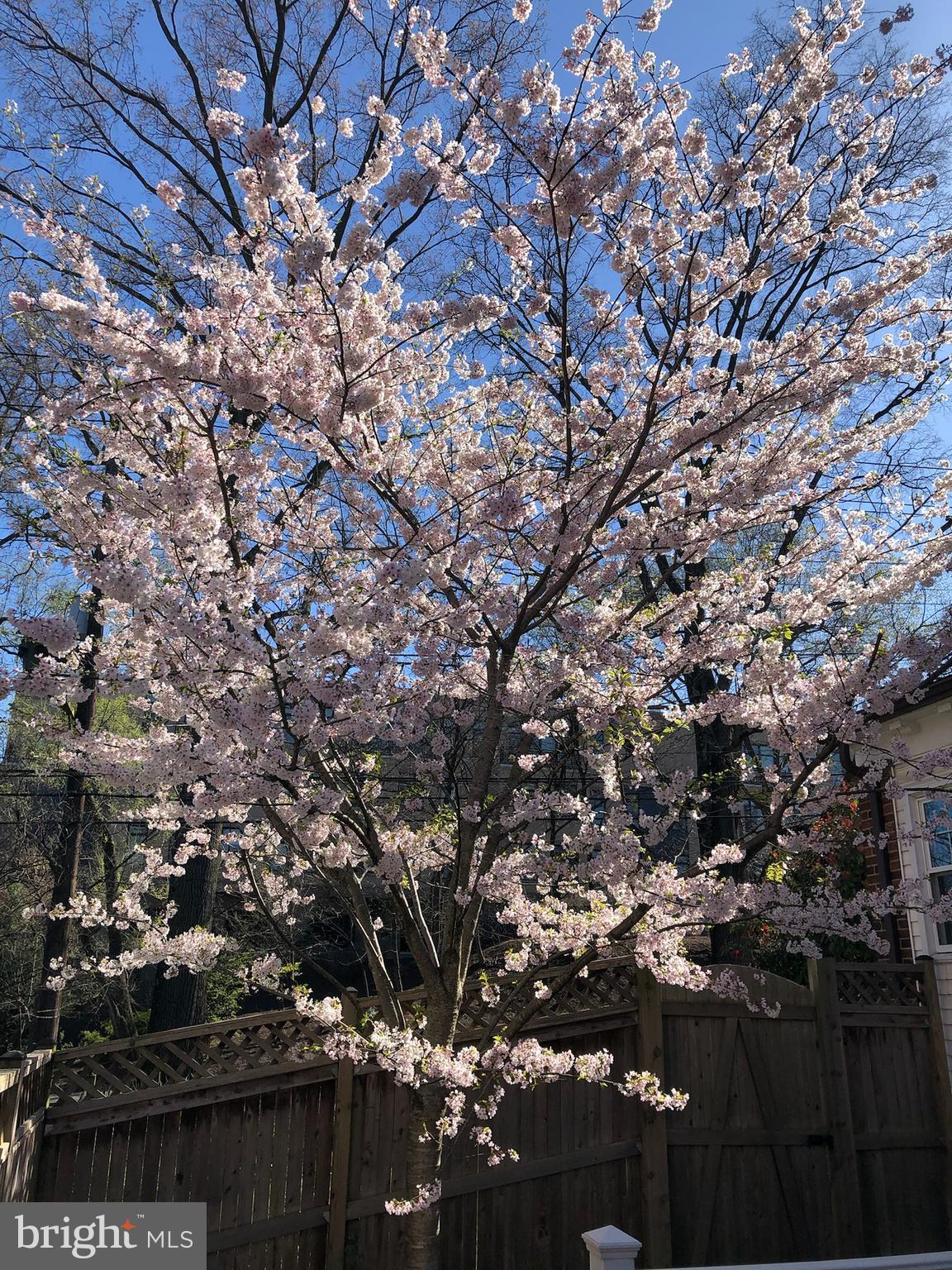3035 Military Road Northwest Washington, DC 20015 - Photo 49 of 59 Flowering Trees