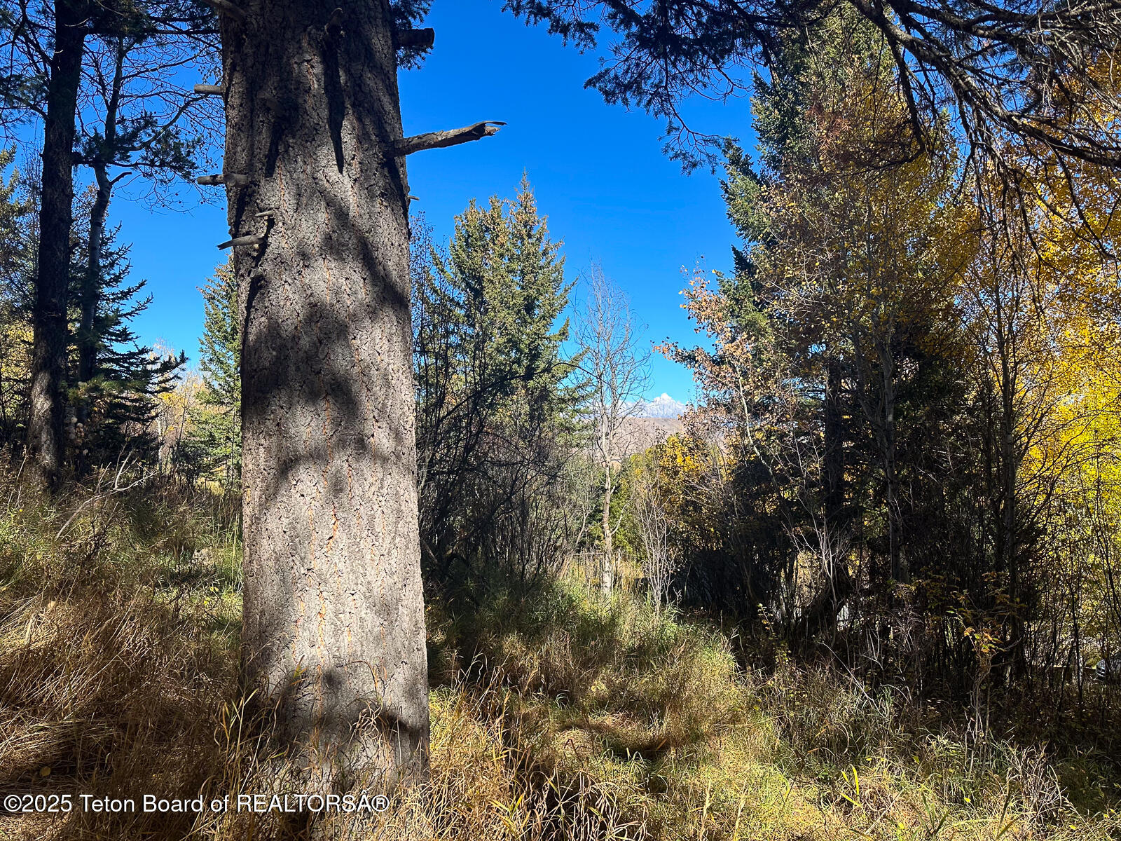 845 Upper Cache Creek Drive Jackson, WY 83001 - Photo 7 of 9 IMG_2402
