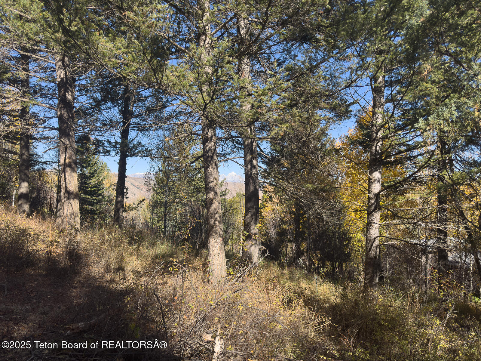 845 Upper Cache Creek Drive Jackson, WY 83001 - Photo 8 of 9 IMG_2417