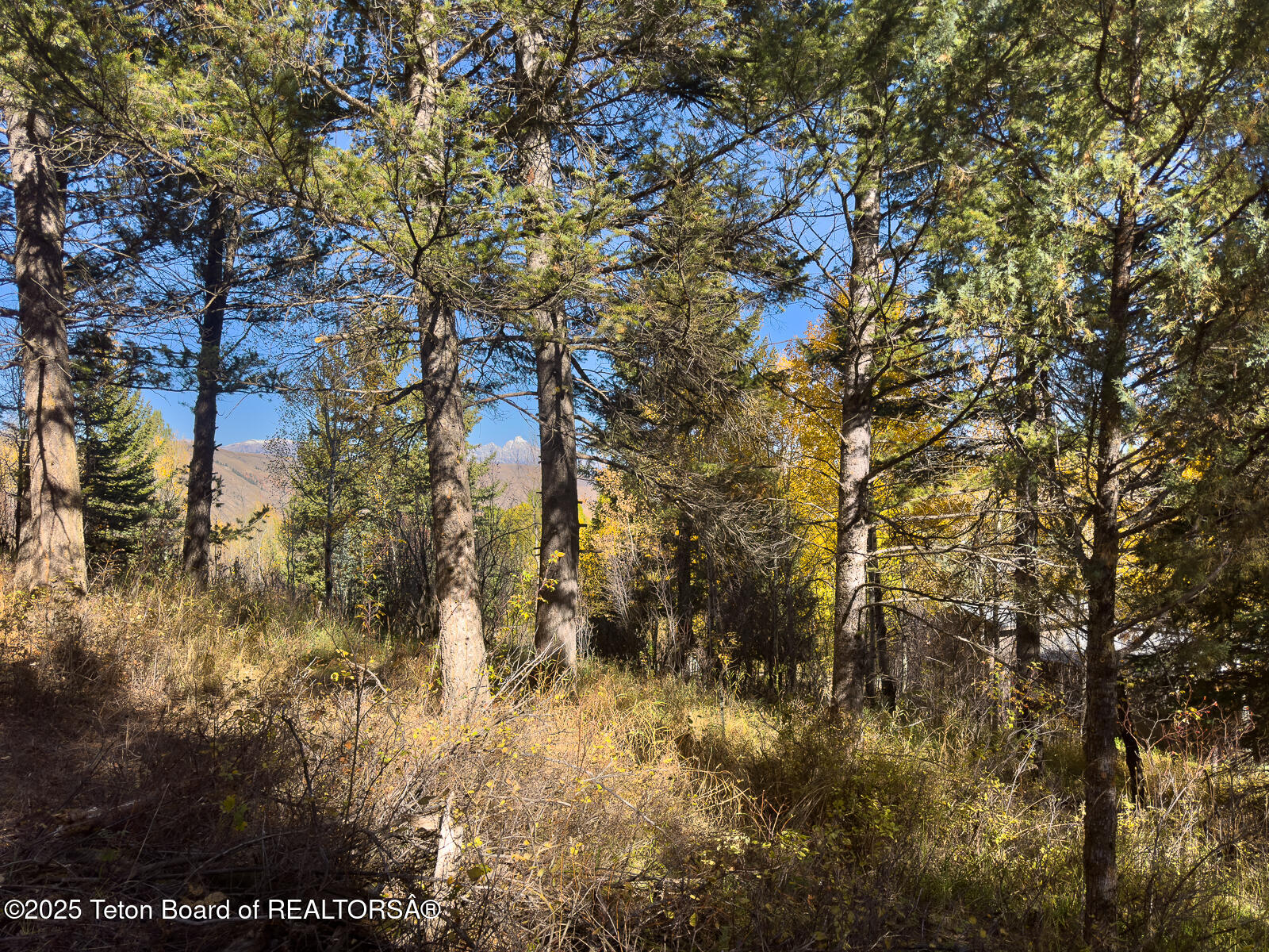 845 Upper Cache Creek Drive Jackson, WY 83001 - Photo 9 of 9 IMG_2429
