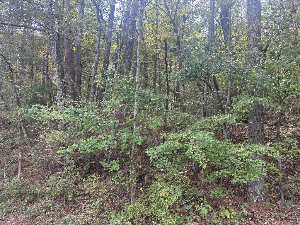 0 Carver Mill Road Jasper, GA 30143 - Photo 1 of 8 Main View