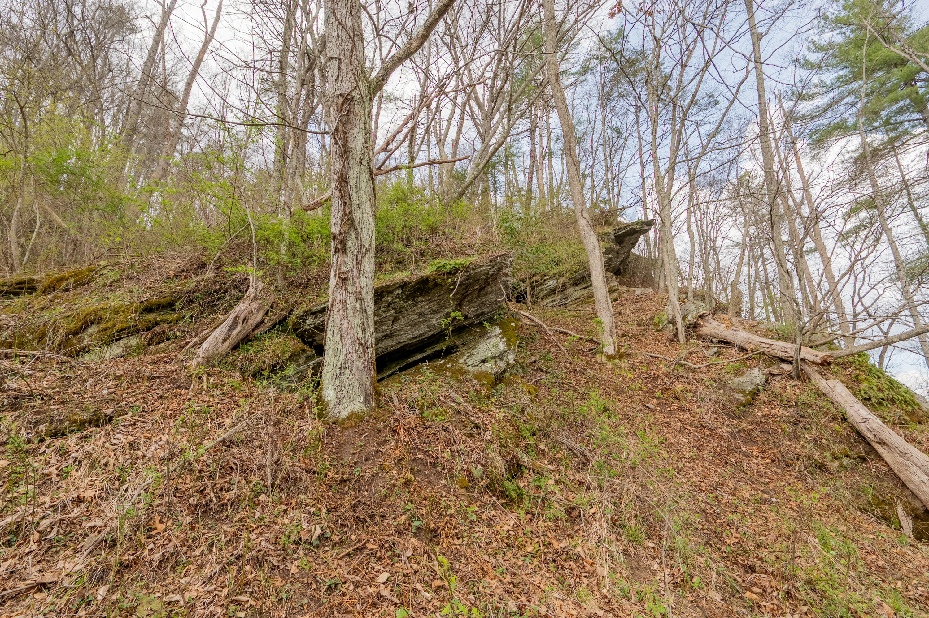 183 Pine Mountain Road Northeast Floyd, VA 24091 - Photo 43 of 54 a view of yard