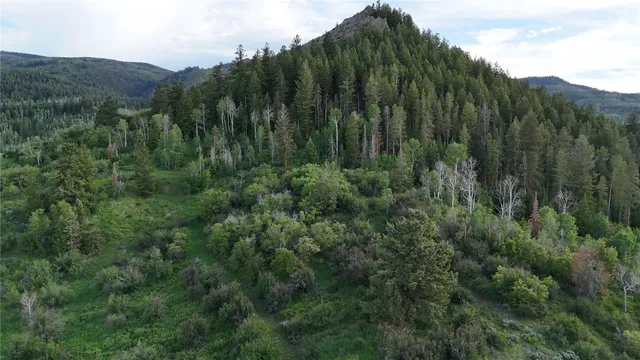a view of a lush green forest