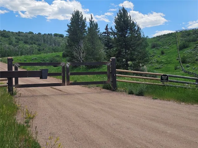 a view of a green yard in a forest