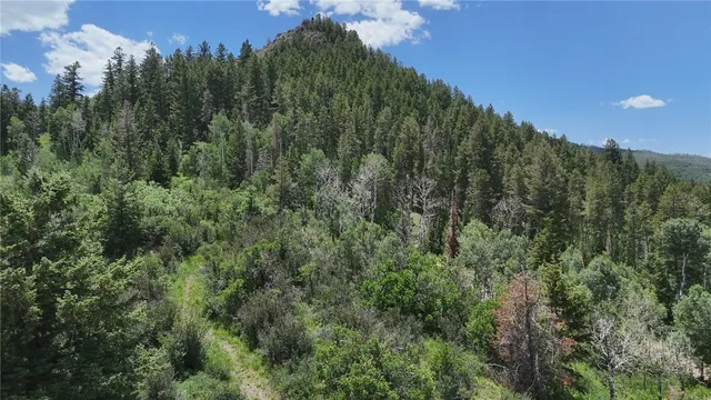 a view of a bunch of trees in a field