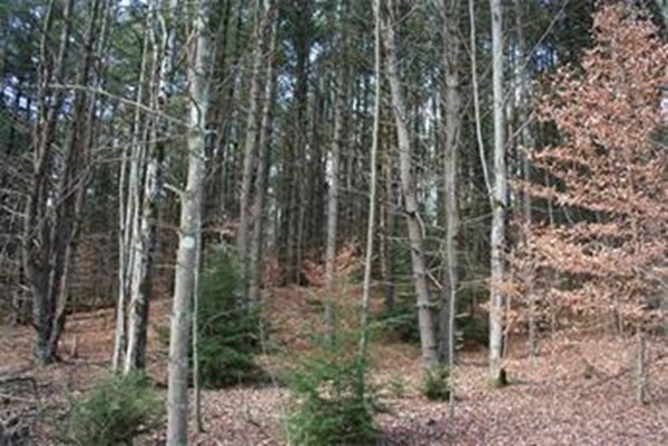 0 Keets Brook Road Bernardston, MA 01337 - Photo 4 of 8 Gallery Image 4