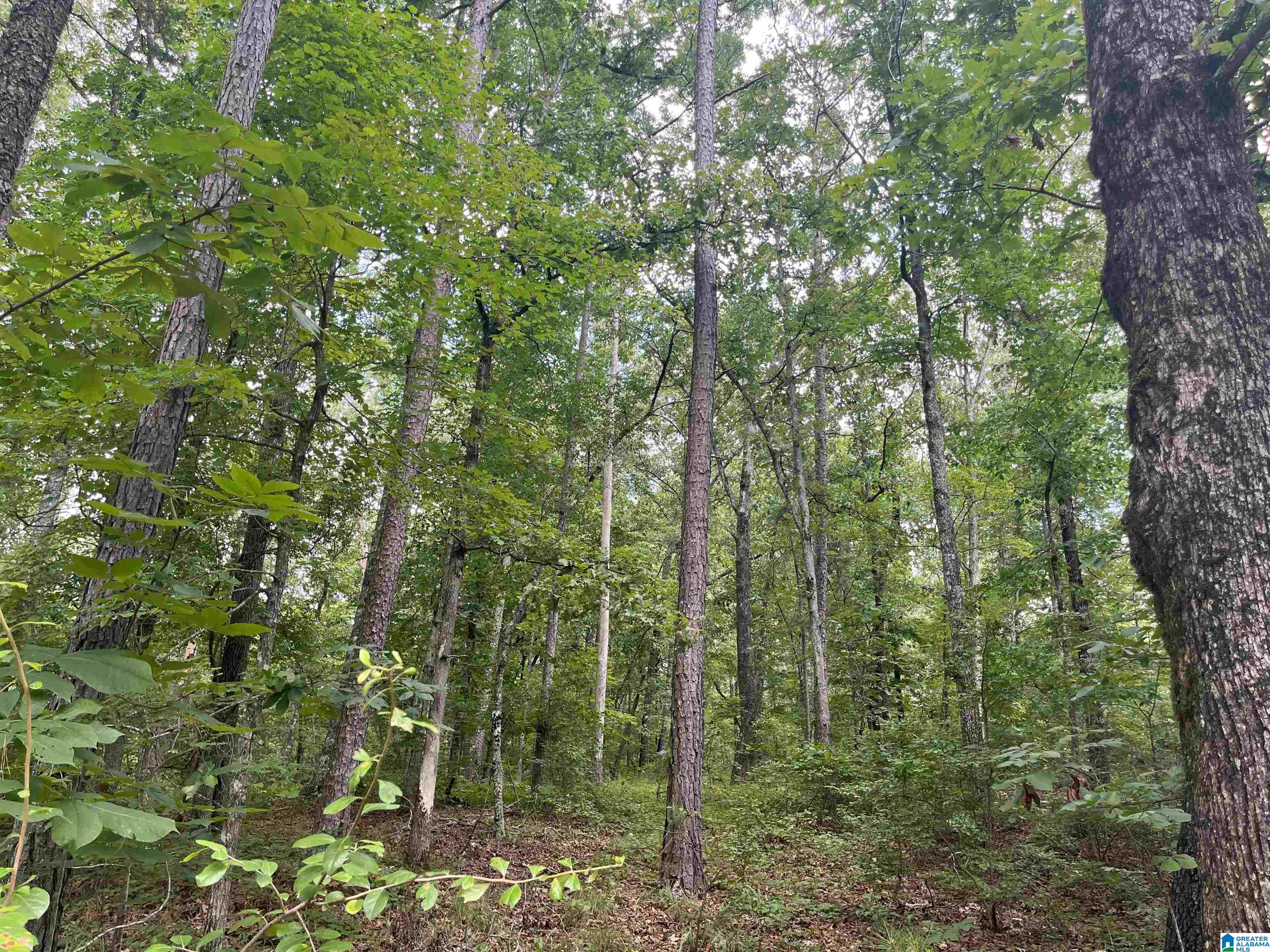 0 Laurel Way, Unit LOT 78 Wedowee, AL 36278 - Photo 3 of 4