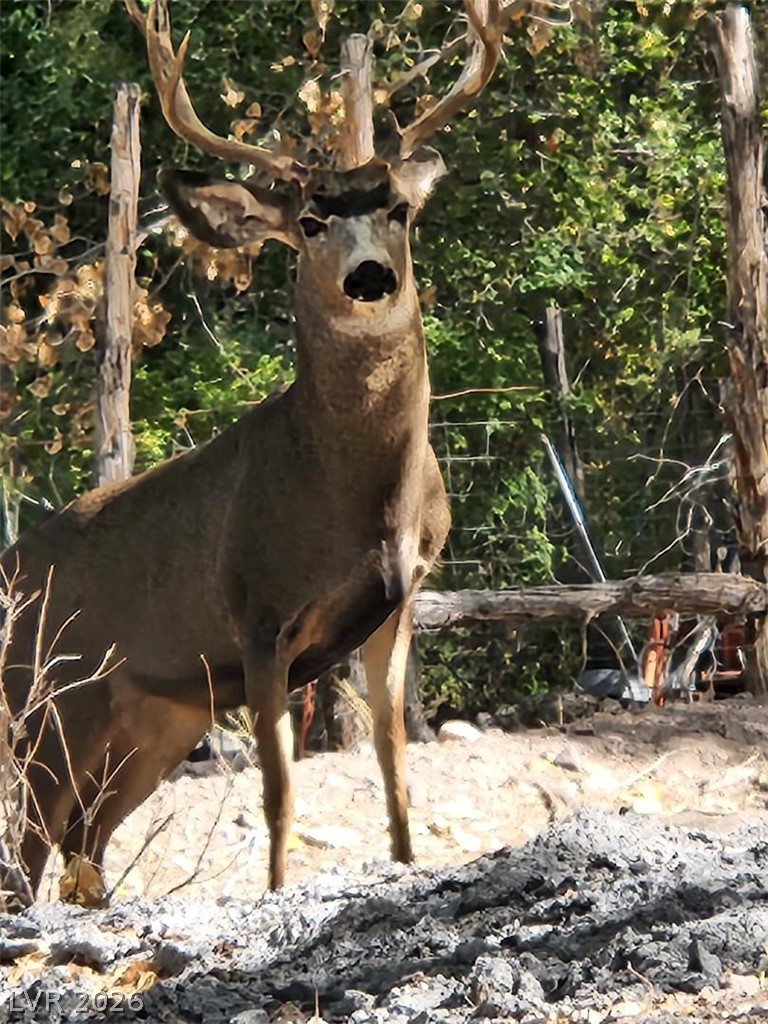 100 Hillcrest Street Caliente, NV 89008 - Photo 16 of 24 Visiting Neighbor :)