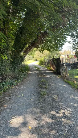a view of a yard with a tree
