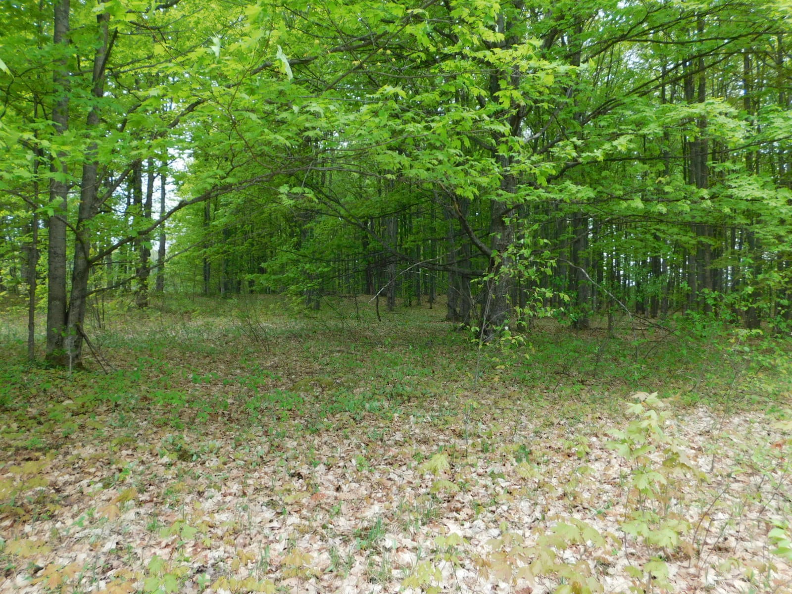 Post Road Frederic, MI 49733 - Photo 13 of 30 Gallery Image 13