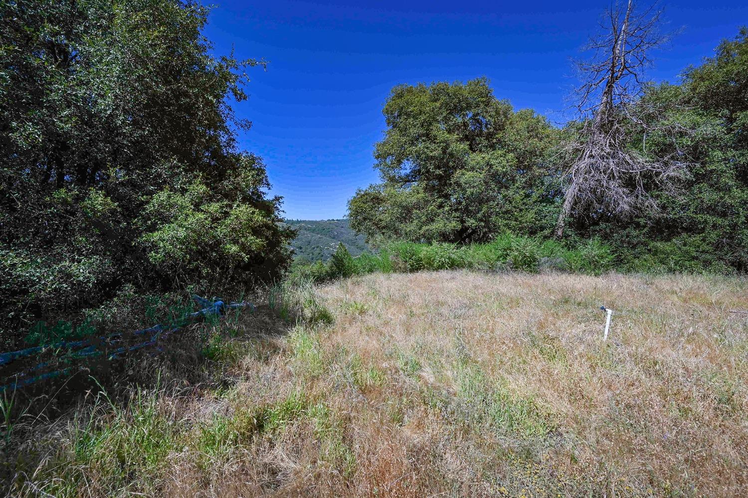 6860 Ant Hill Road Somerset, CA 95684 - Photo 11 of 40 a view of a forest filled with trees