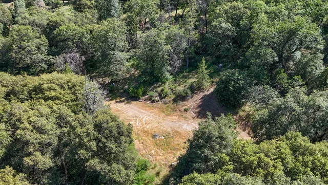 a view of a yard with plants and tree