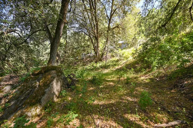 a view of a yard with plants and trees