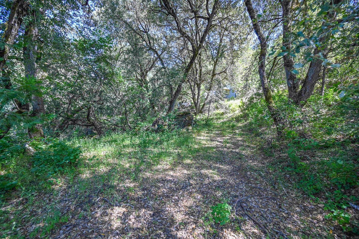 6860 Ant Hill Road Somerset, CA 95684 - Photo 18 of 40 a view of a yard with plants and trees