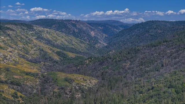a view of a forest with a tree