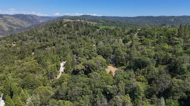 a close up of a tree in a garden