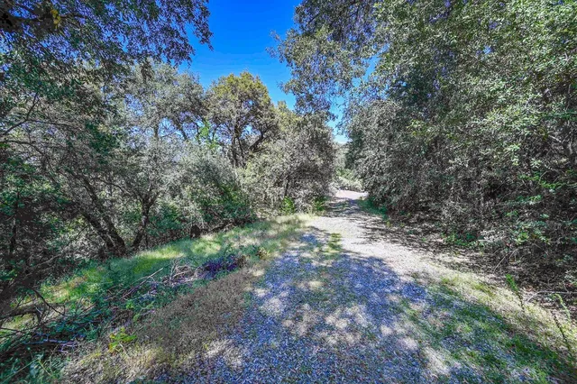 a view of a forest with trees in the background