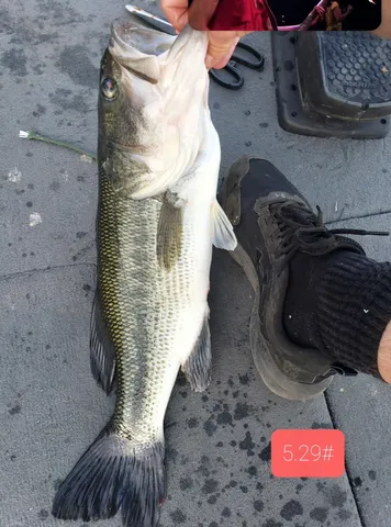 $599,999 | 14807 Huyck Lake Lane, Marcellus, MI 49067