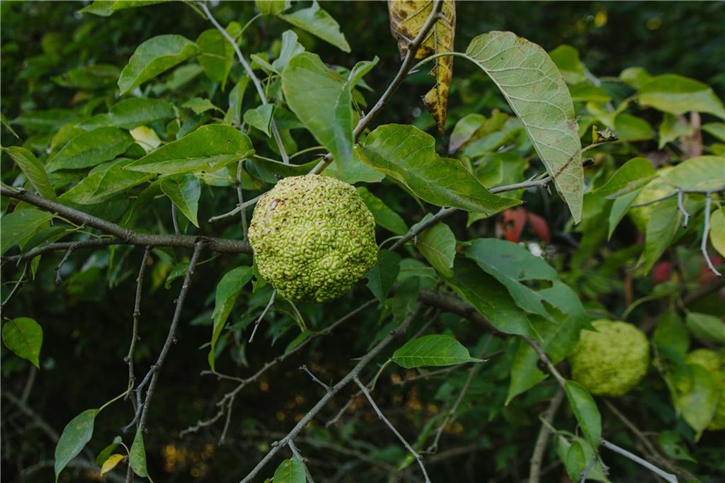 Metcalf Road Louisburg, KS 66053 - Photo 16 of 37