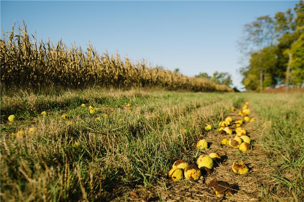 Metcalf Road Louisburg, KS 66053 - Photo 4 of 37