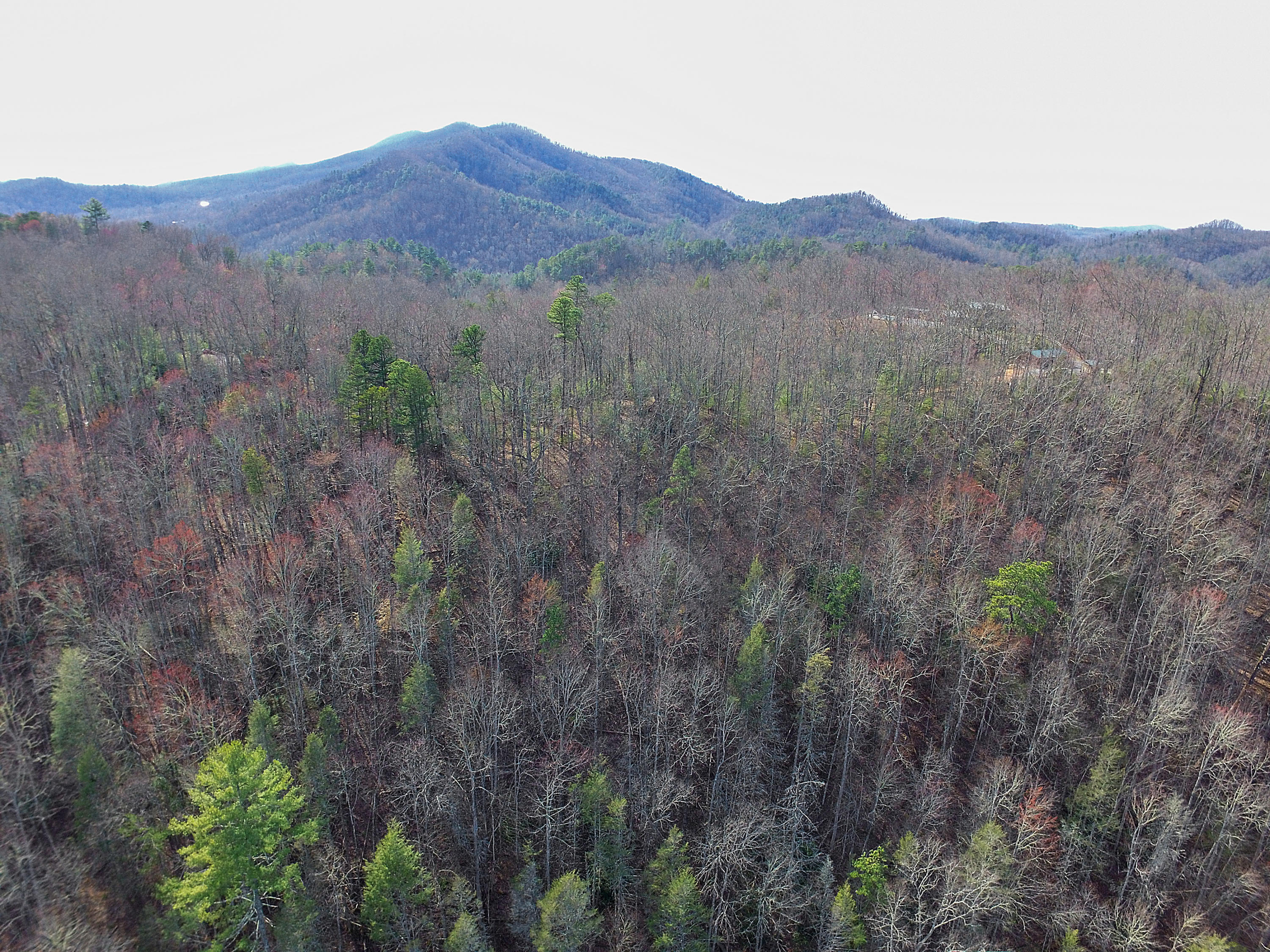 Balls Hollow Road Cosby, TN 37722 - Photo 2 of 7 Lot 3 Balls Hollow Rd, Cosby TN 37722 (5