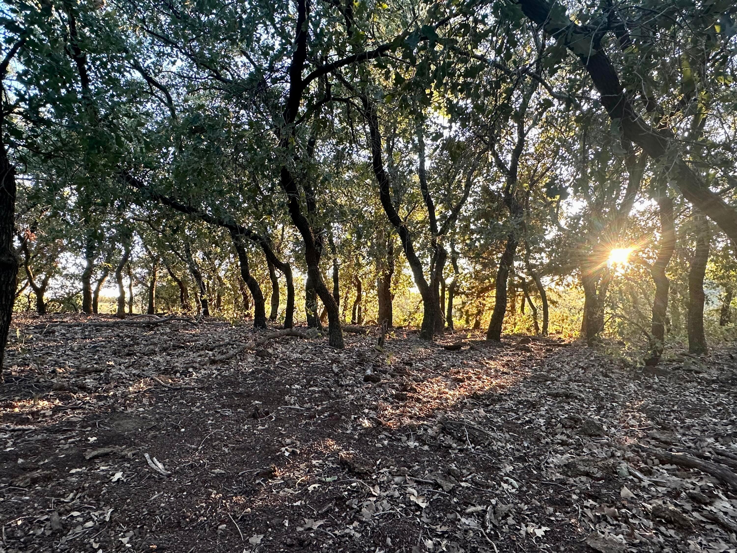 19 County Road 19 Wheeler, TX 79096 - Photo 19 of 57 a view of a yard with trees