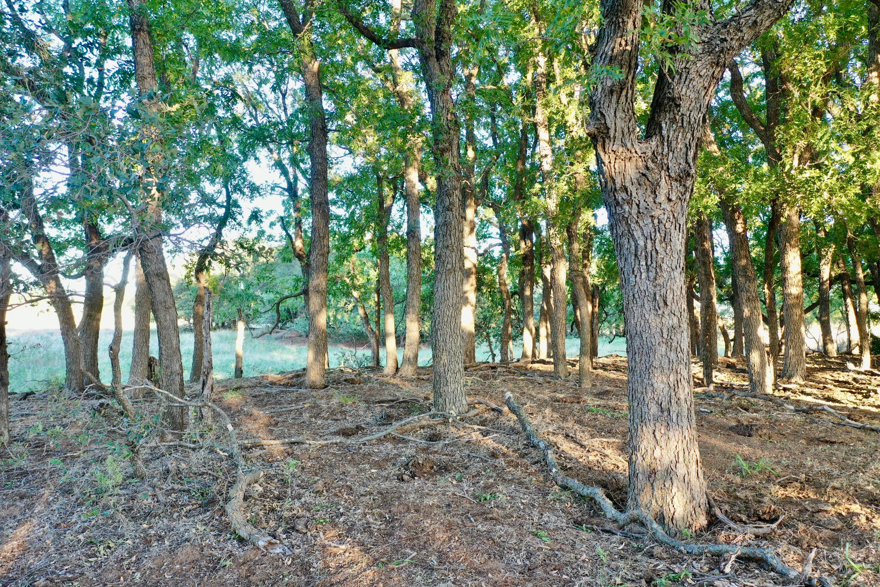 19 County Road 19 Wheeler, TX 79096 - Photo 30 of 57 a backyard of a house with lots of trees