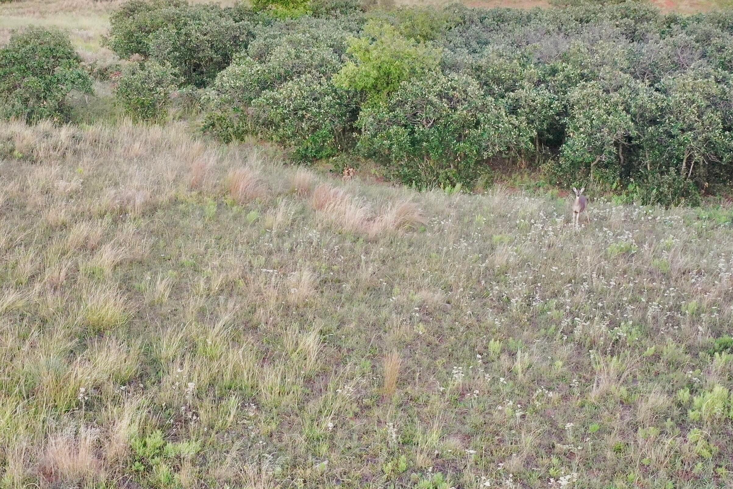 19 County Road 19 Wheeler, TX 79096 - Photo 40 of 57 a view of a lake with lots of trees