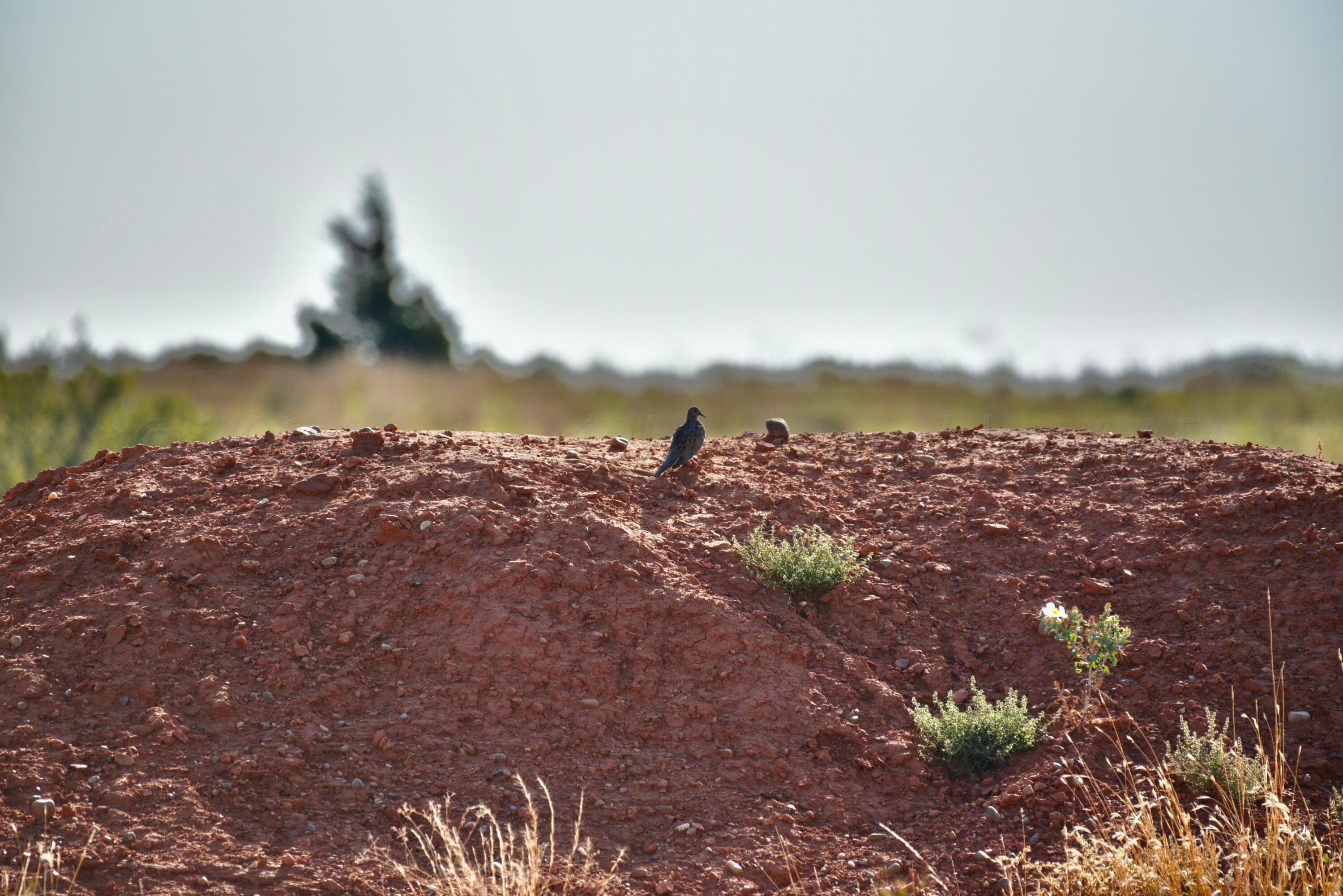 19 County Road 19 Wheeler, TX 79096 - Photo 46 of 57 a view of a lake