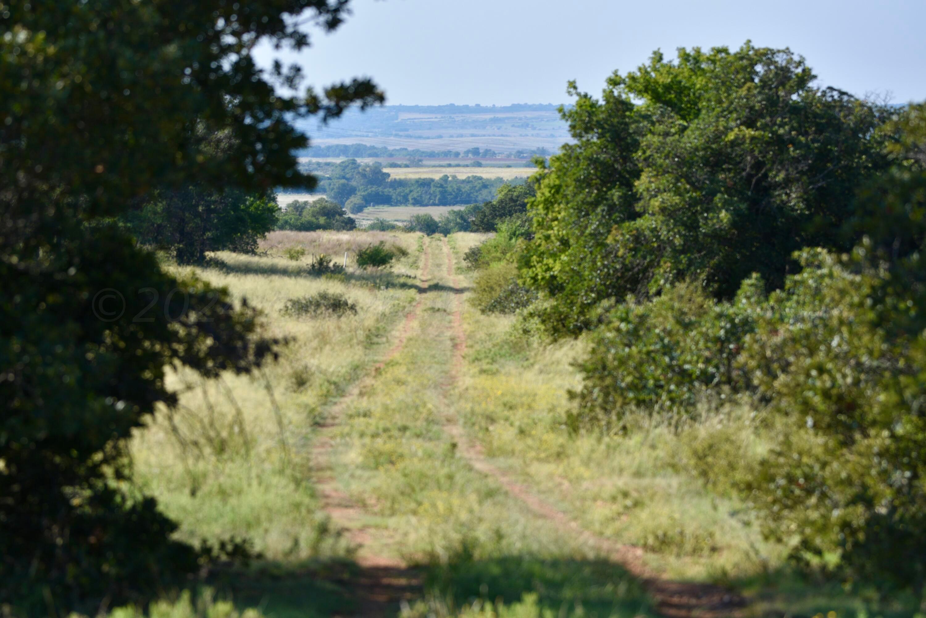 19 County Road 19 Wheeler, TX 79096 - Photo 49 of 57 a view of a yard with plants and large trees