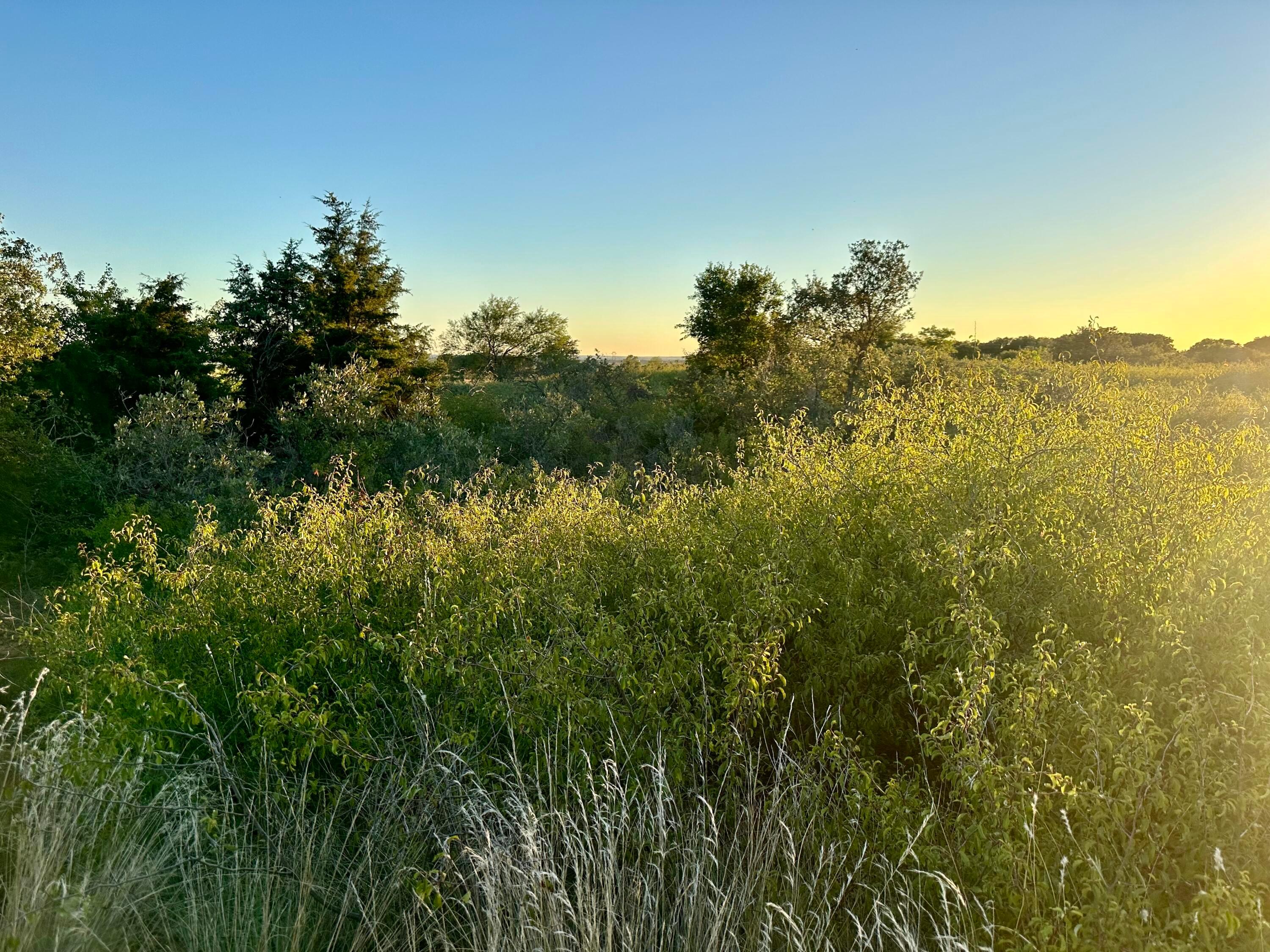 19 County Road 19 Wheeler, TX 79096 - Photo 55 of 57 a view of a houses with a lush green forest